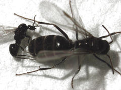 Iridomyrmex suchieri