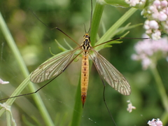 Nephrotoma flavescens