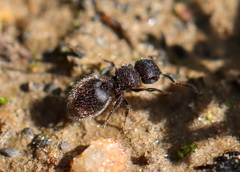 Meranoplus peringueyi