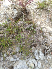 Thymus mastigophorus