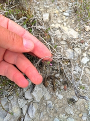 Thymus mastigophorus