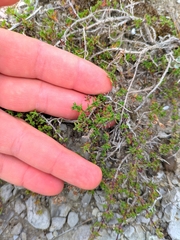 Thymus mastigophorus