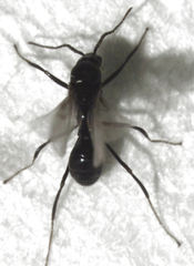 Iridomyrmex suchieri