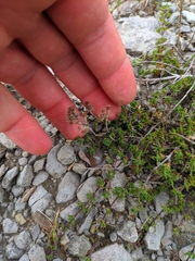 Thymus mastigophorus