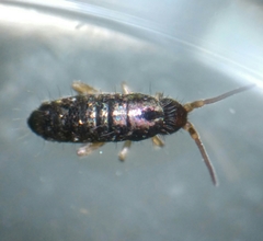 Tomocerus minor