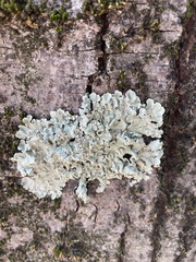 Flavoparmelia caperata