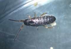 Tomocerus minor