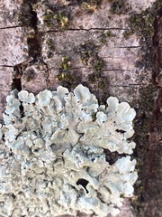 Flavoparmelia caperata