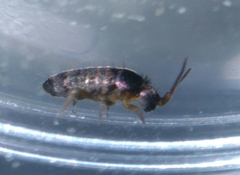 Tomocerus minor