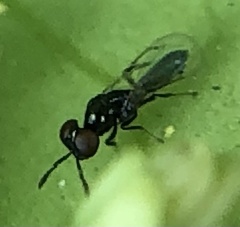 Macroglenes