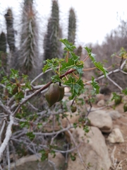 Vasconcellea chilensis