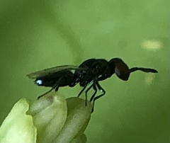 Macroglenes