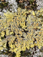 Xanthoria parietina