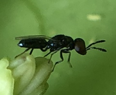 Macroglenes