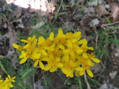 Jacobaea adonidifolia