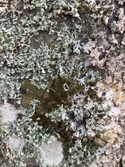 Melanohalea elegantula