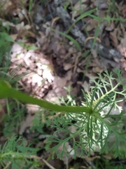 Jacobaea adonidifolia