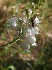 Linaria nivea