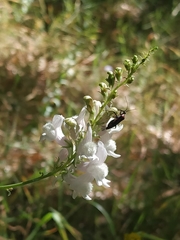 Linaria nivea