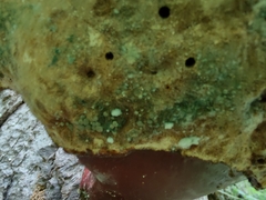 Trichoderma harzianum