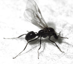 Iridomyrmex suchieri