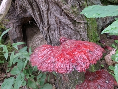 Trichoderma harzianum