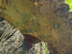 Trichoderma harzianum