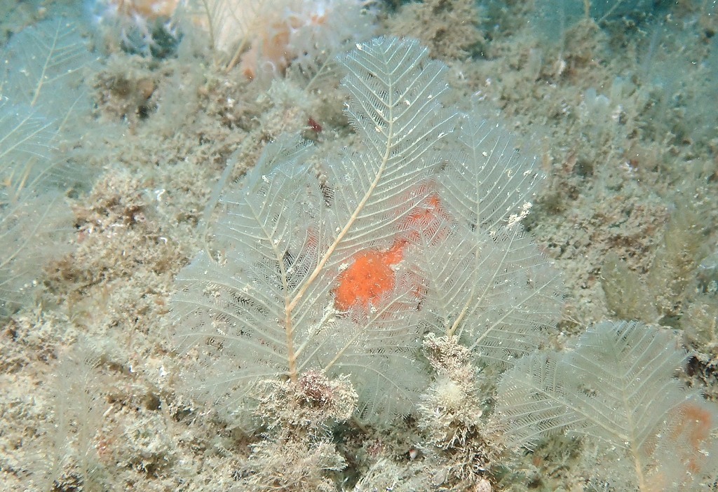 Polyplumaria