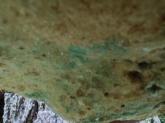 Trichoderma harzianum