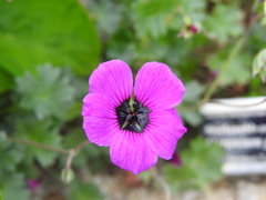 Geranium ponticum