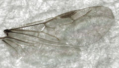 Iridomyrmex suchieri