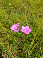 Linum viscosum