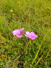Linum viscosum