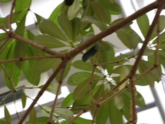 Alstonia scholaris
