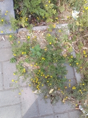 Potentilla tobolensis