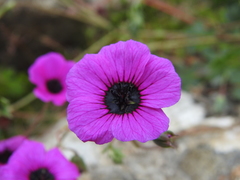 Geranium ponticum