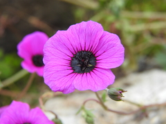 Geranium ponticum
