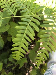 Pteridium caudatum