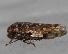 Xestocephalus tessellatus