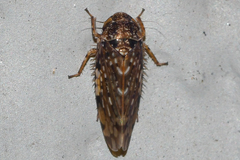 Xestocephalus tessellatus