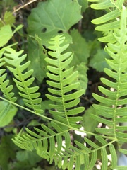 Pteridium caudatum