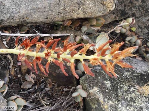 Adromischus hemisphaericus