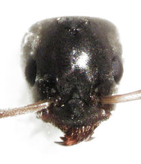 Iridomyrmex suchieri