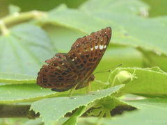 Zemeros flegyas albipunctatus