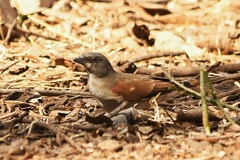 Passer griseus ugandae