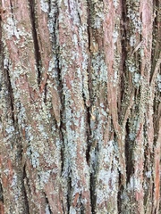 Cladonia santensis image