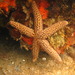 Conical Spined Sea Star - Photo (c) Kent Miller, some rights reserved (CC BY-ND), uploaded by Kent Miller