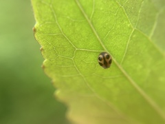Platynaspis maculosa