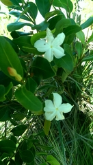 Mascarenhasia