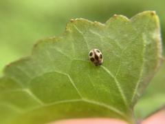 Platynaspis maculosa
